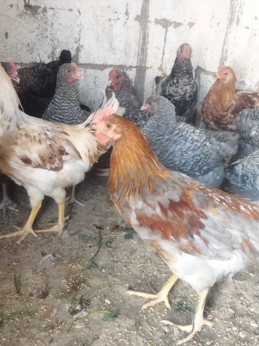 Продам куры домашние