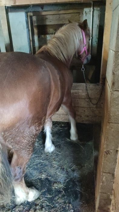 De vânzare manza de 1,7 luni și mânz de 7 luni