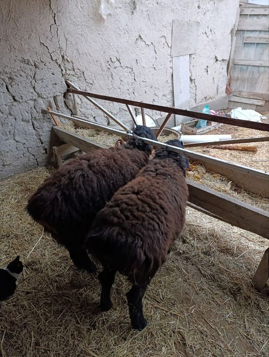 Yosh baralar sotiladi 7.2mln