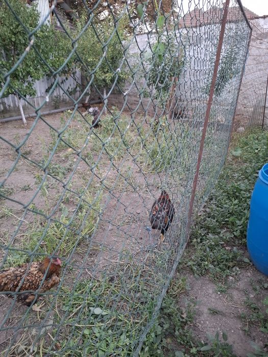 Vând Cocoși Wyandotte GSG