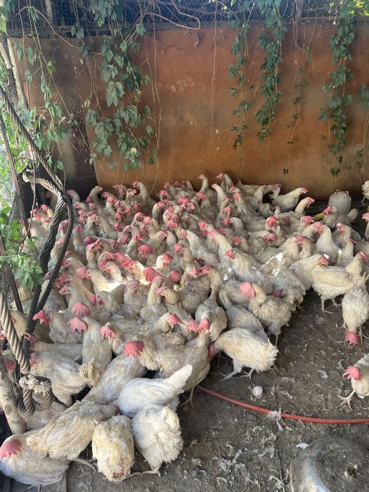 Продам несушки куры