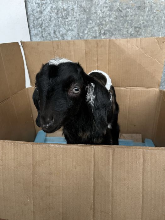 Нубийский козлик