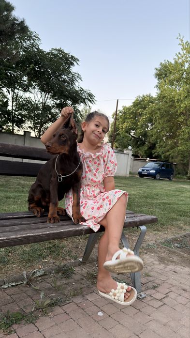 Продавам Добермани ( European Doberman )