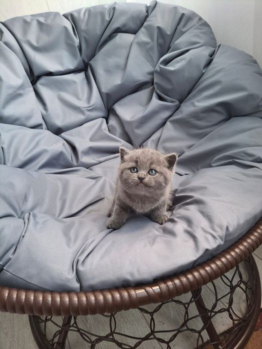 Шотландские Малыши
