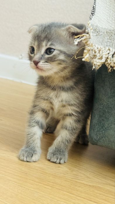 Продаются котята