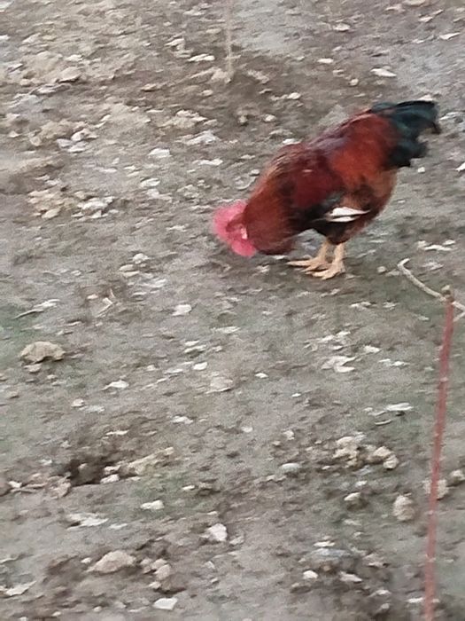 Jaydari Xoʻroz sotiladi