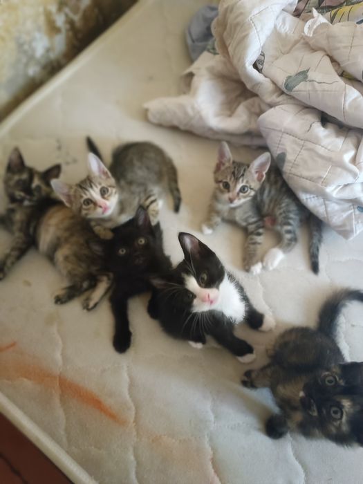 Котята в добрые руки