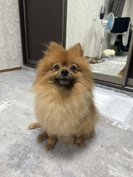 Предлогаю на вязку кобеля