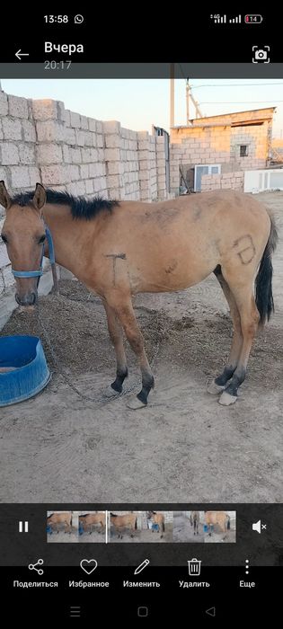 Жемде тұрған еркек тай сатылады