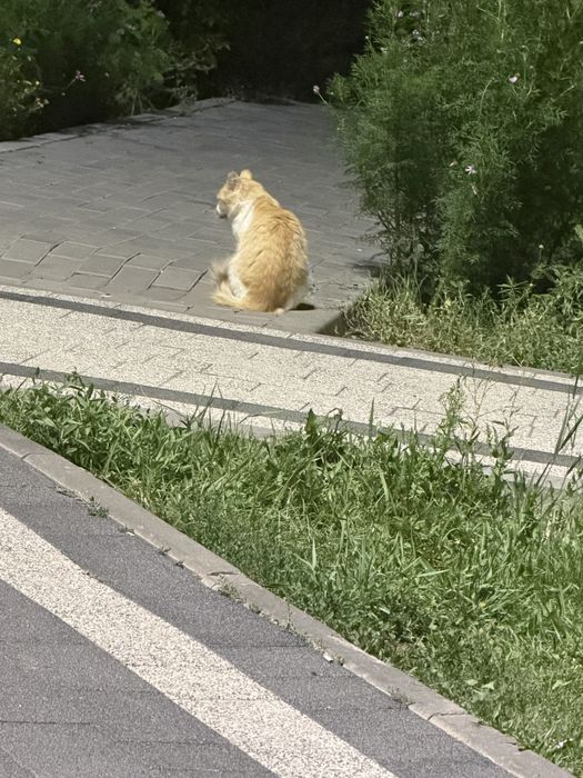 Кошка ищет хозяев