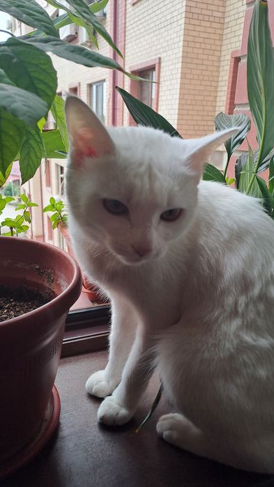 Кошка,девочка,11месяц белоснежной