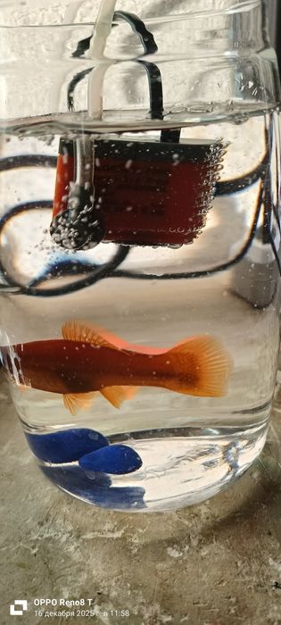 Аквариумная рыбка