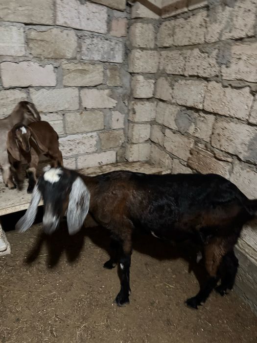 100% англо нубий теке лақтар сатылады