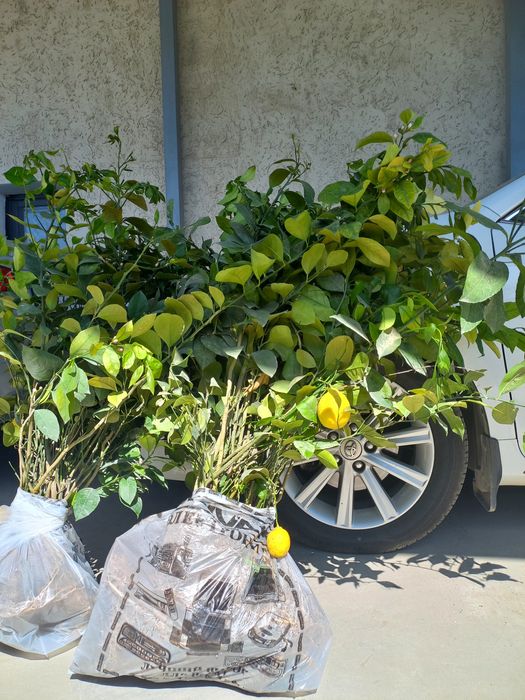 Лимон көшеттері сатылады  Мейр Ғ1.