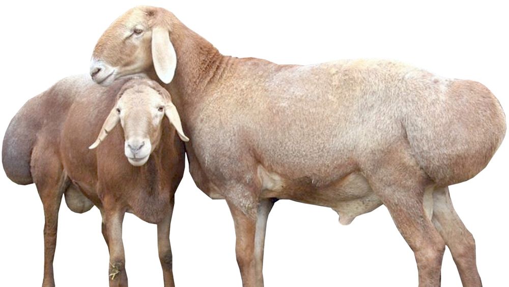 Емізік соратын екі адам