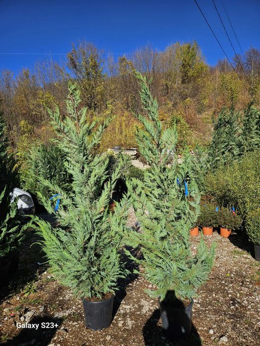 Leylandii Cupresussocyparis