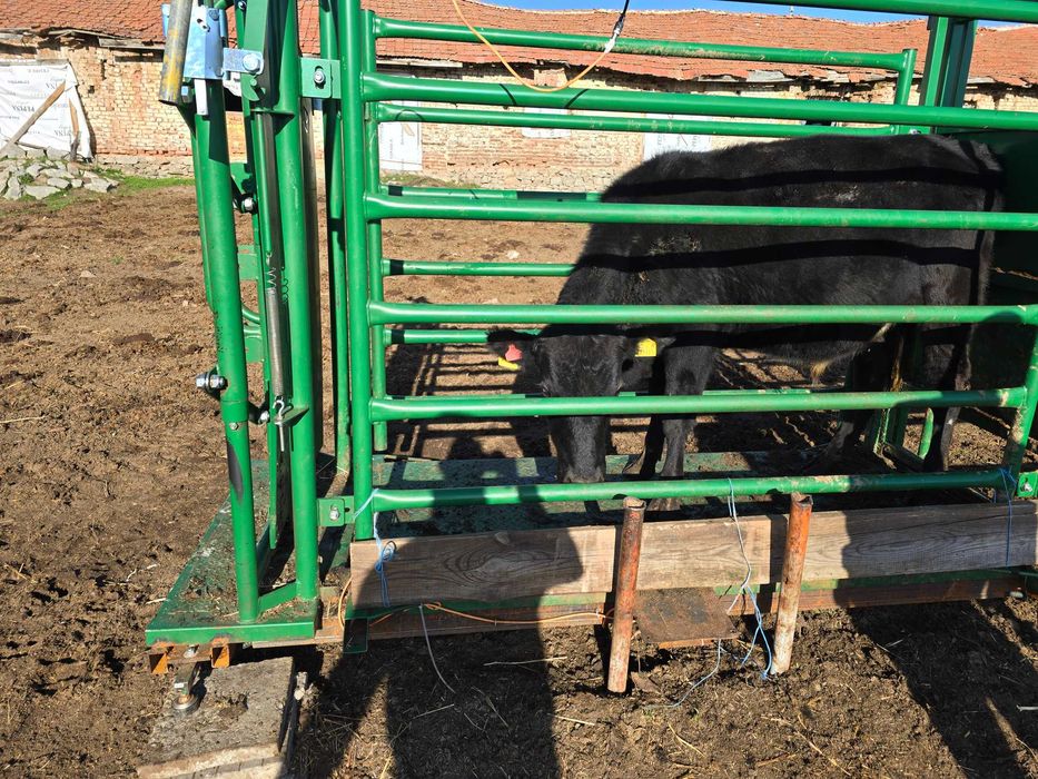 Телета мъжки за клане