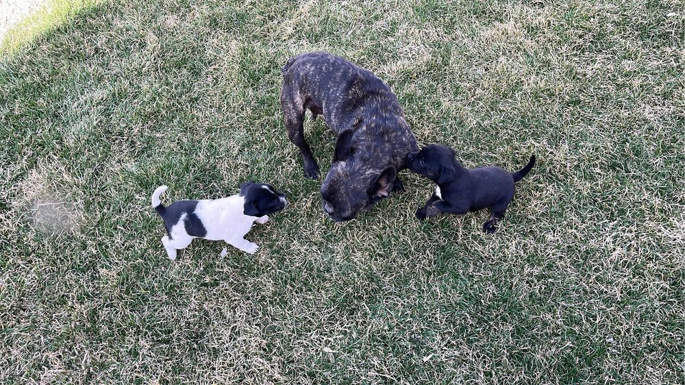 Отдам щенков девочки