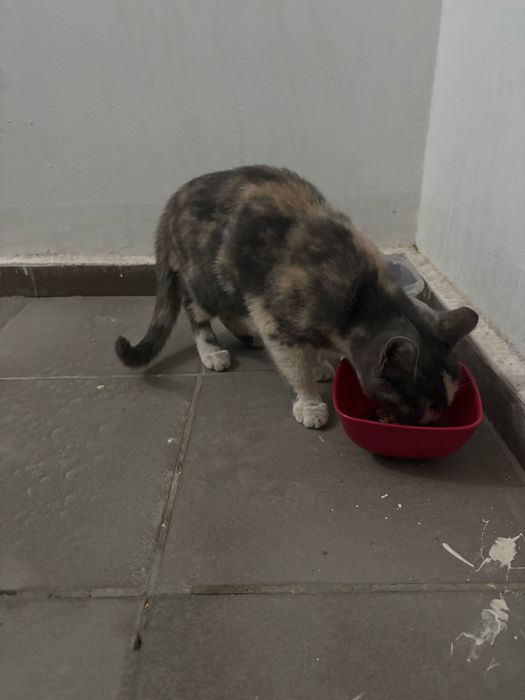 Кошка Подросток В Добрые Руки