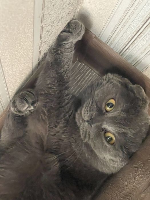 вязка кота,