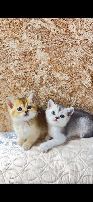 Продаются котята , золотая и серебристая шиншилла