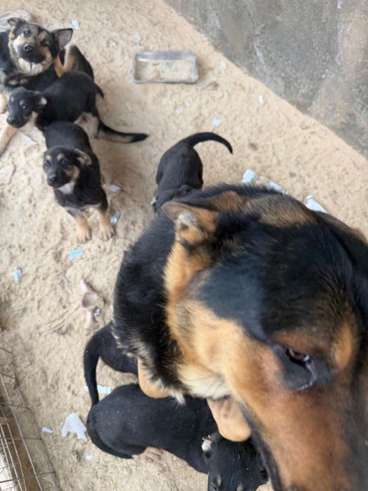 Щенки восточноевропейская овчарка