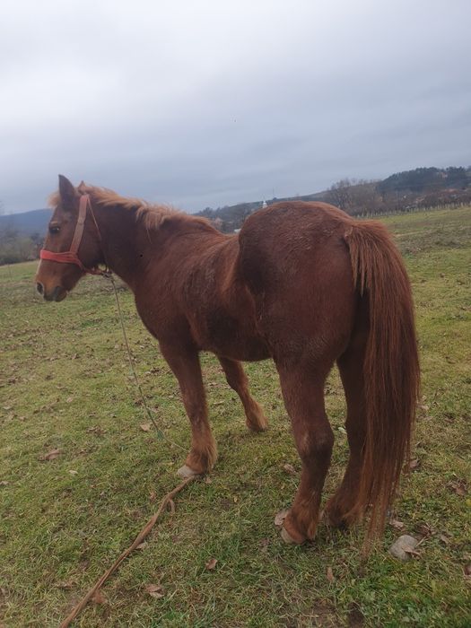 Iapa de vanzare mai batrana