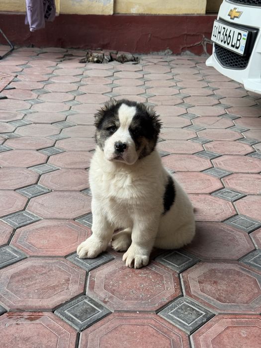 Алабай туркменский