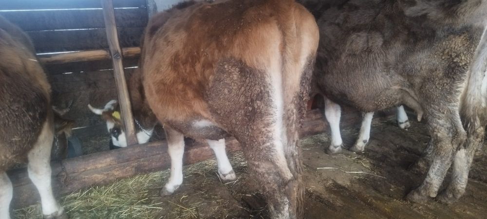 Viței și  vaci bălțată și brună de vânzare