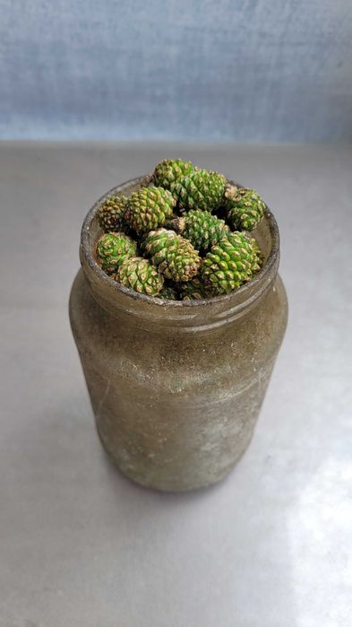 Продам свежие сосновые шишки