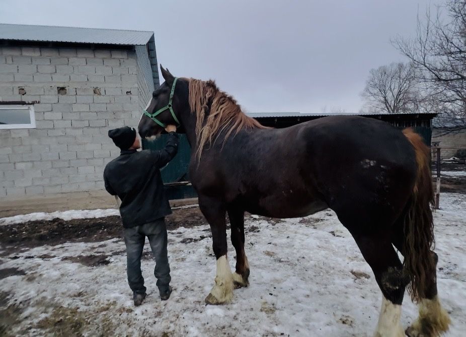 Продам Элитную Кобылу