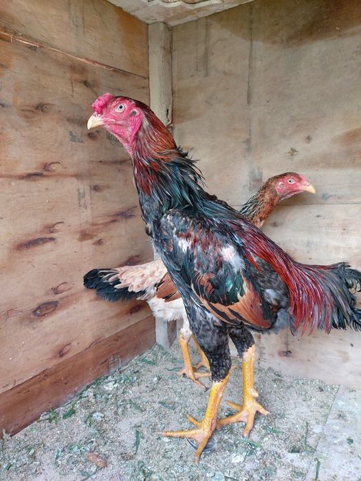 Dakan xuruz sotiladi