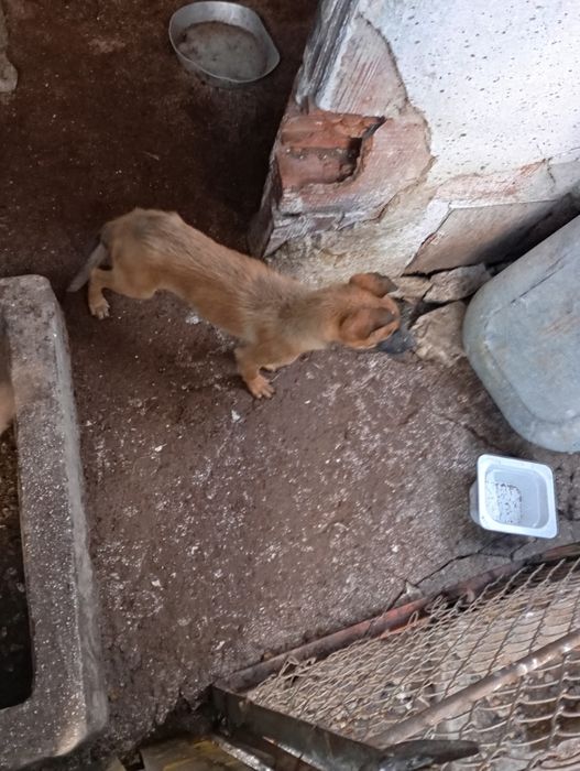 Белгийски овчарки