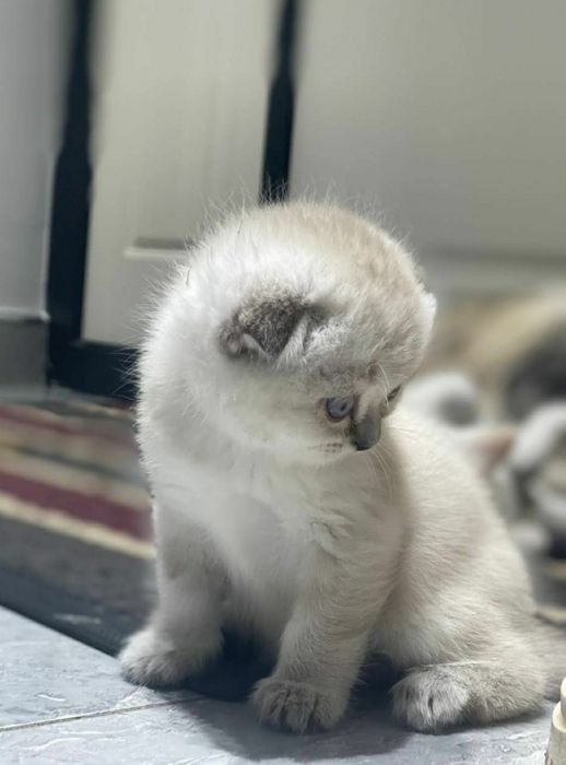 Шотландский девочка и мальчик