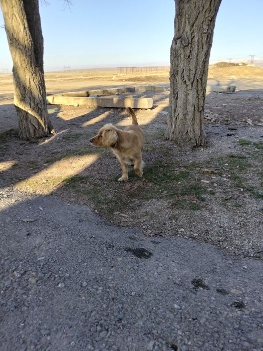 Охотничный собака