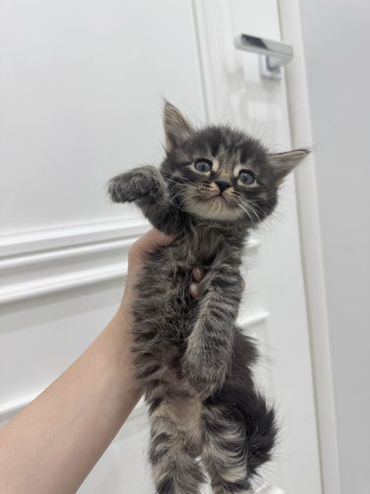 маленькие котята в добрые руки