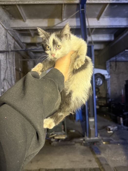 Котенок девочка отдам