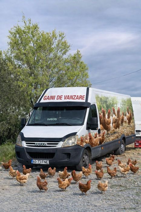 Puicuțe kabir și pui albi de carne