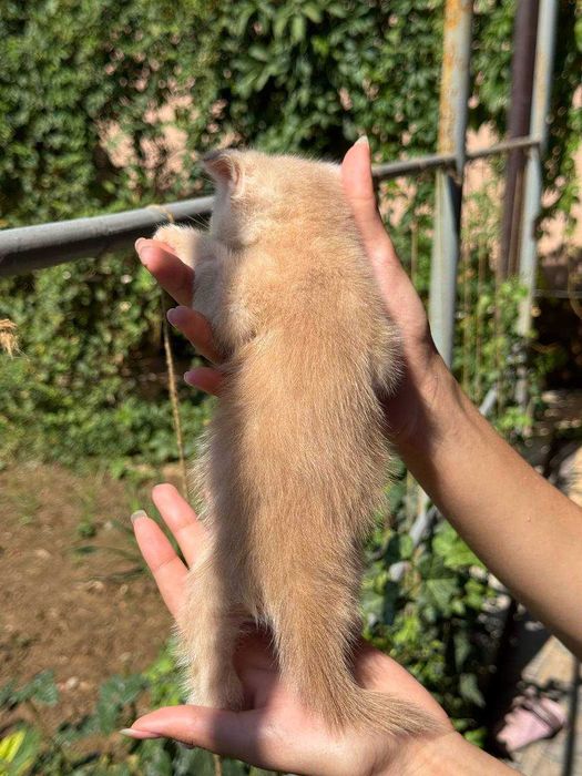 Котята скоттиш-фолд\страйт