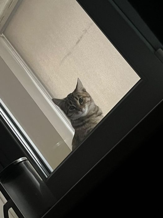 Милейшая кошечка в добрые руки