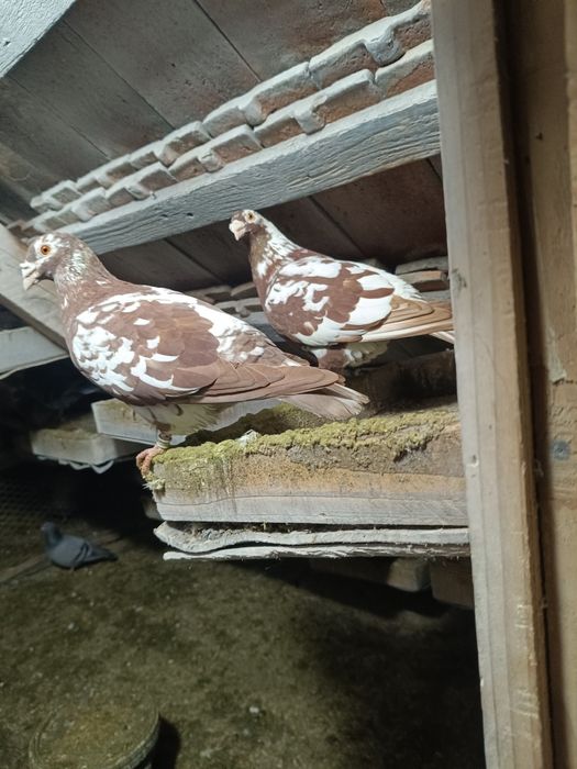 Vând porumbei voiajori