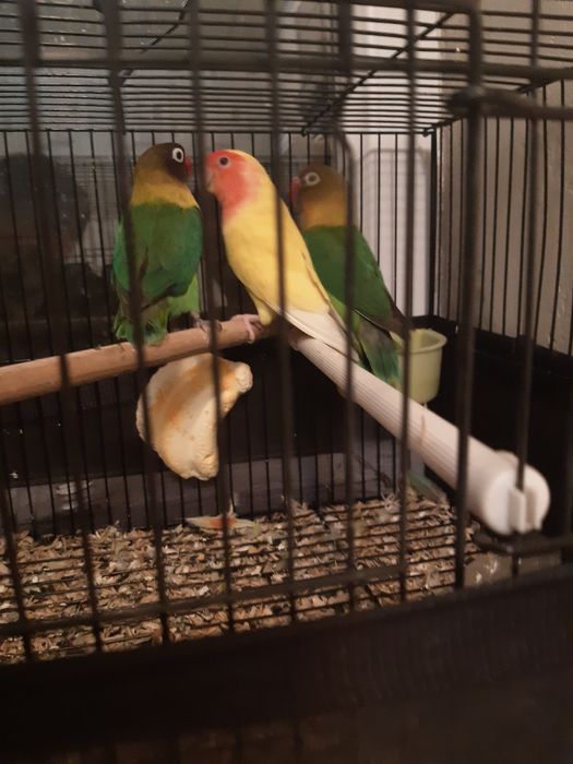 Папугай Неразлучка