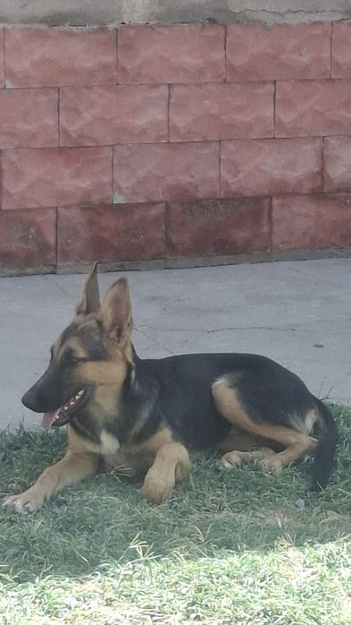 Срочно овчарка ит сотилади