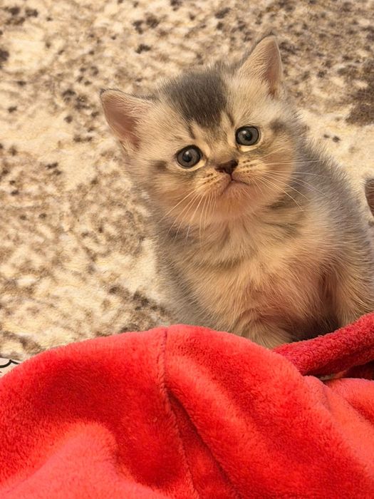 Британски късокосместа и шотландски клепоухи