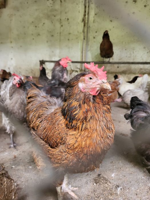 Продам 40 кур — несут 20 яиц в день!