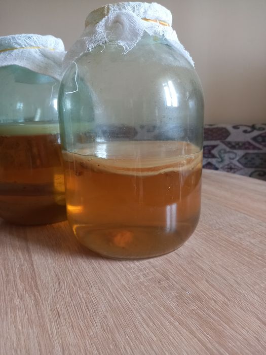 Продам чайный гриб