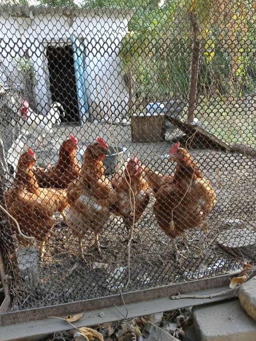 Продам куриц и петуха