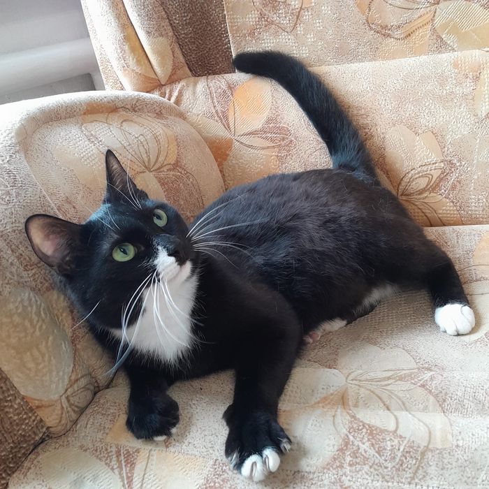 Отдам милых котеек