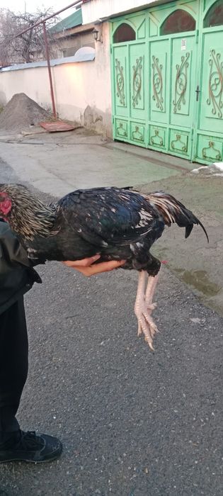 Сатылады боецовкалар