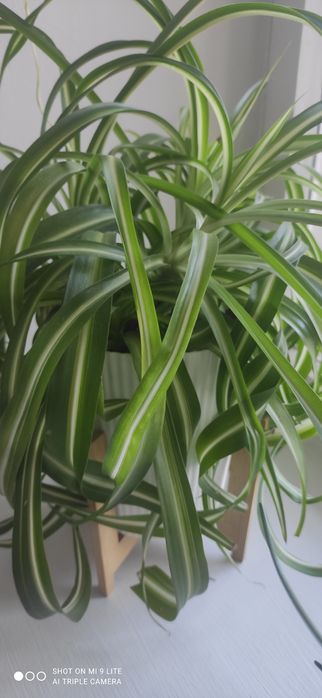 Продам укорененные молодые растения